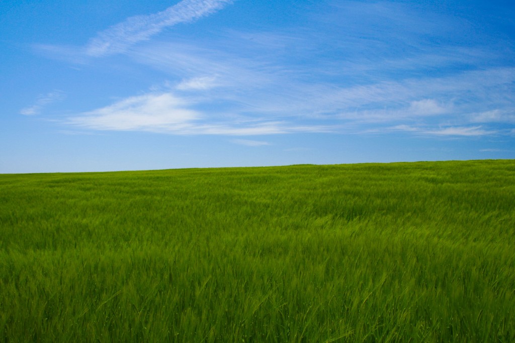 Barley_crop_-blue_sky-4May2008