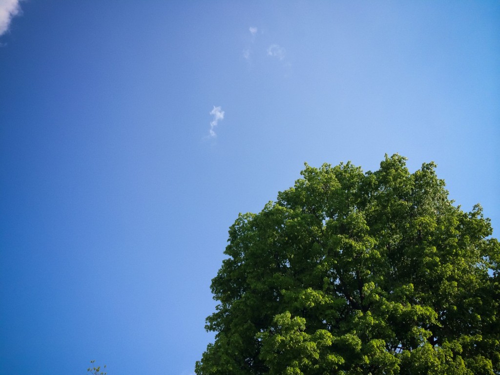 picjumbo.com_tree-sky (Large)